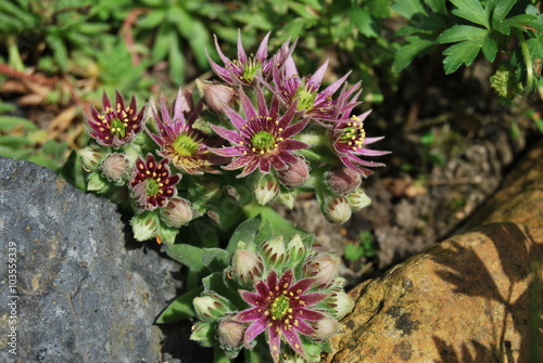 Blühende Hauswurz mit rosa Blüten (Sempervivum tectorum) photo