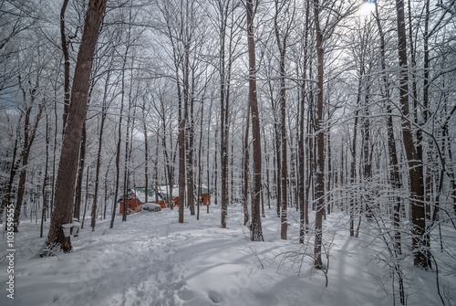 Maple syrup collection buckets along trails for a sugar shack in the Maple wooded winter forest.