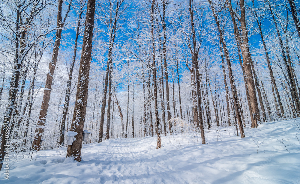 Maple syrup collection buckets along trails for a sugar shack in the Maple wooded winter forest. Maple syrup collection buckets along trails for a sugar shack in the Maple wooded winter forest.