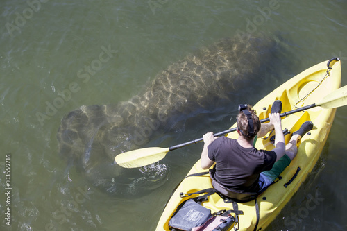Canvas Print Manatee and kayaker in Crystal River, Florida