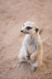 Inquisitive meerkat beside the road in the Kalahari