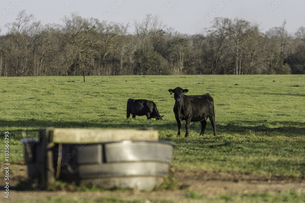 Black Angus cows in focus with water tank out of focus in foreground