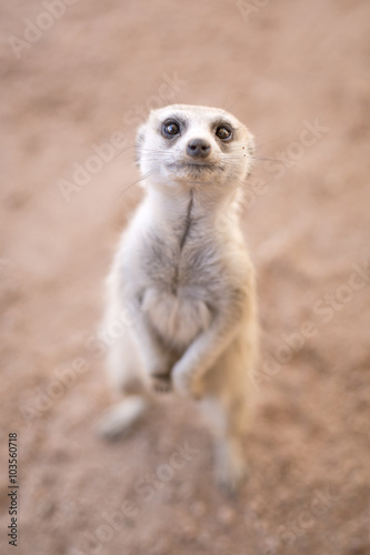 Inquisitive meerkat beside the road in the Kalahari © 2630ben