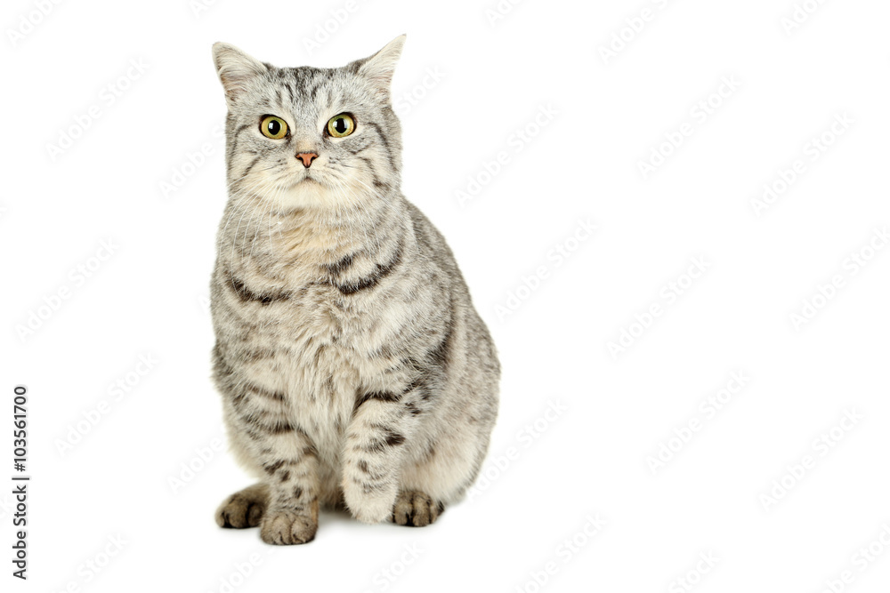 Beautiful cat isolated on a white