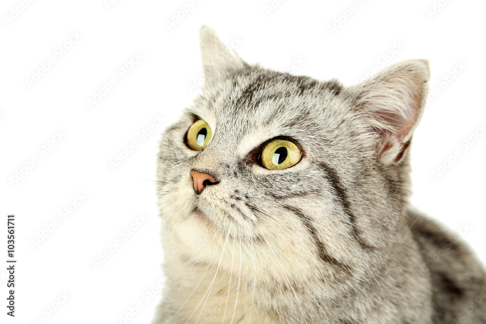 Beautiful cat on a white background