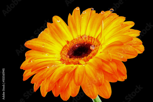 Gerbera flower closeup on a dark background with dew drops