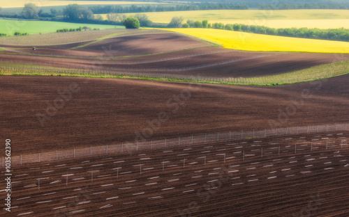 Czech Republic. South Moravia. Fields under vines and rapeseed field.