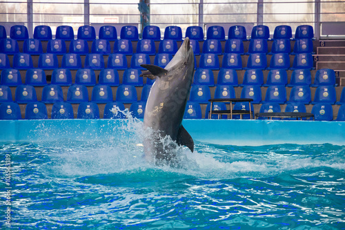 Dolphin jamping, show in dolphinarium photo