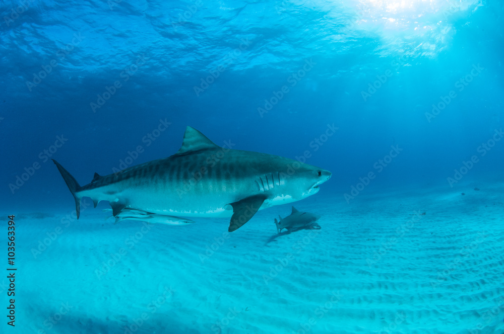 Fototapeta premium Tiger shark