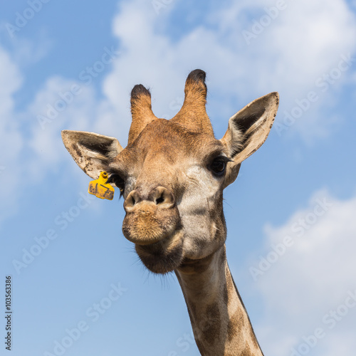 Portrait of a curious giraffe on blue sky background