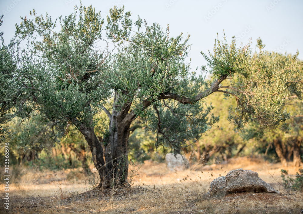 Olive trees garden.