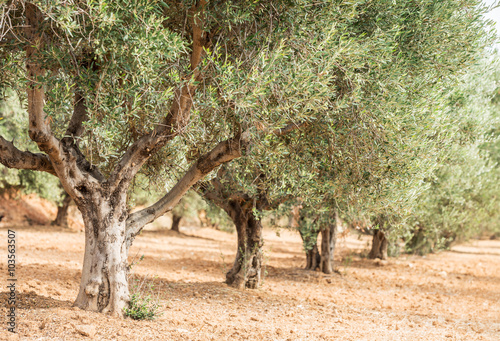 Olive trees garden.