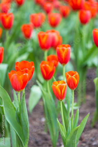 Close up tulip flower in public garden in Chiang Rai  Thailand