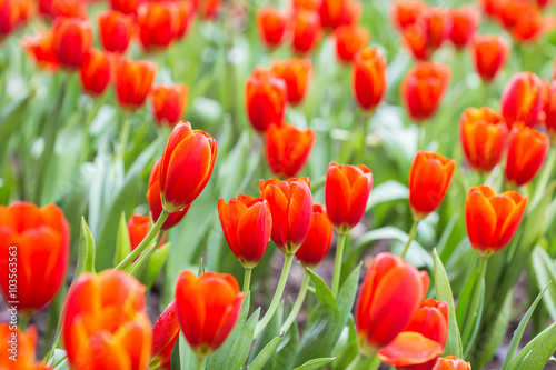 Close up tulip flower in public garden in Chiang Rai, Thailand