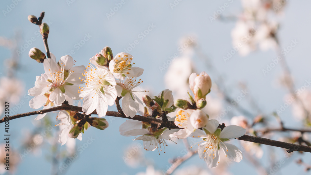Cherry tree flower in a spring time Cherry tree flower in a spring time