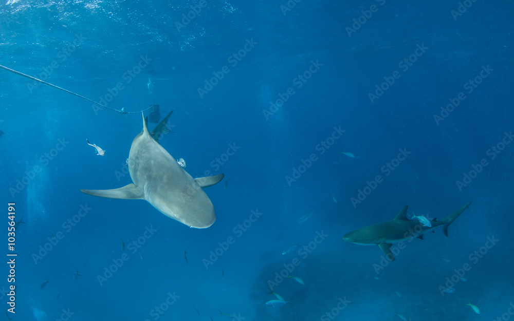 Fototapeta premium Lemon shark