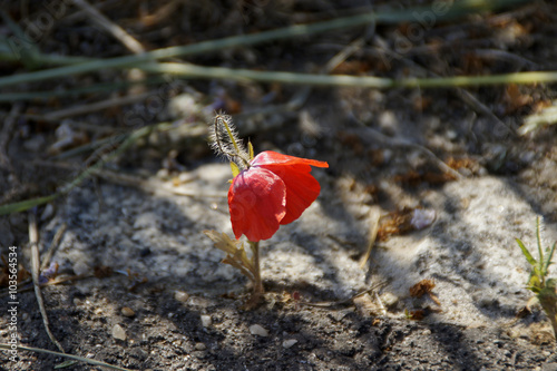 Kleiner zierlicher Wildmohn am Wegesrand, zwischen Steinen gewachsen photo