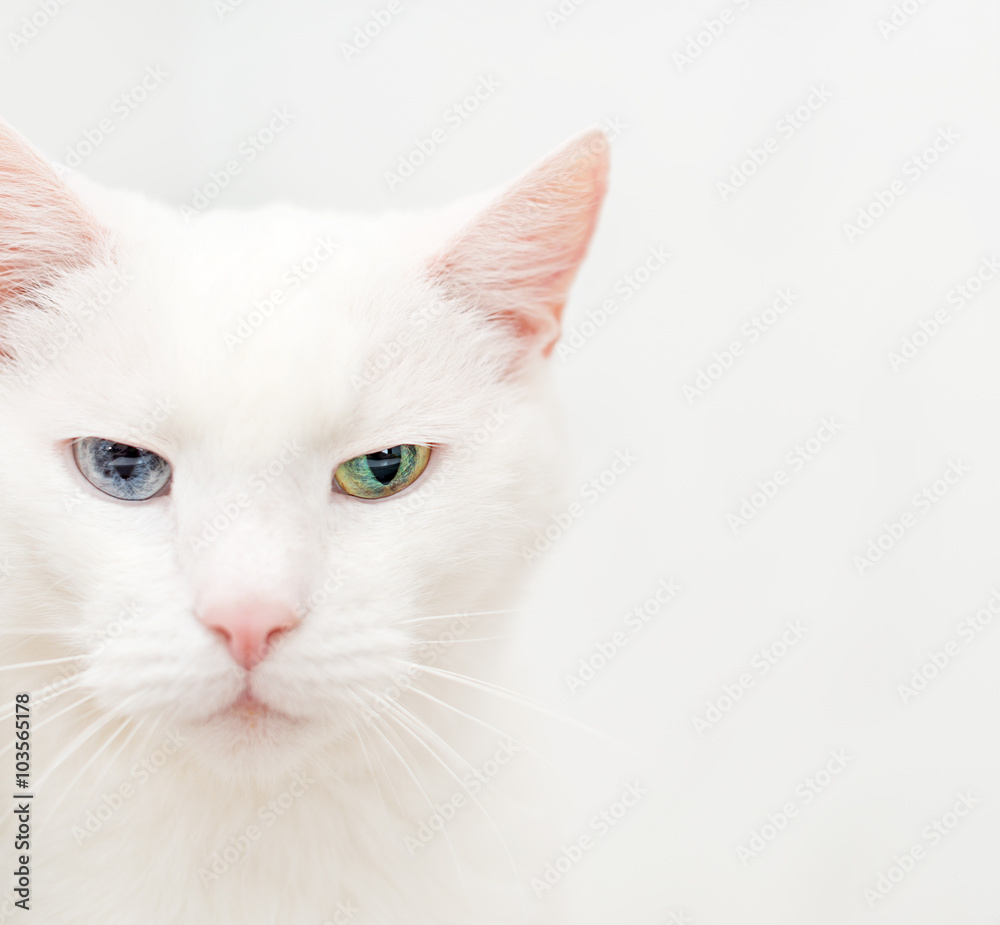 Portrait of white cat with different eyes.
