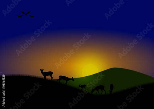 Chevreuils de nuit