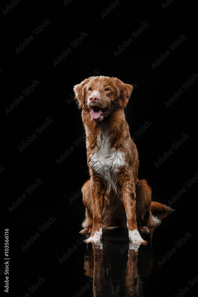 Dog Nova Scotia Duck Tolling Retriever, dogs play, jump, run, move in water Dog Nova Scotia Duck Tolling Retriever, dogs play, jump, run, move in water