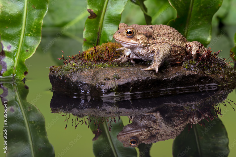 Common Toad (Bufo Bufo)/Common Toad on moss covered stone
