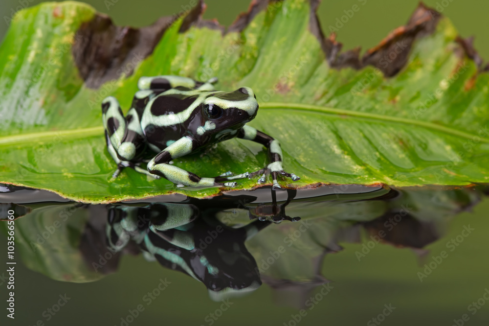 Naklejka premium Poison Dart Frog (Dendrobates Auratus)/Poison Dart Frog on green leaf reflected in water