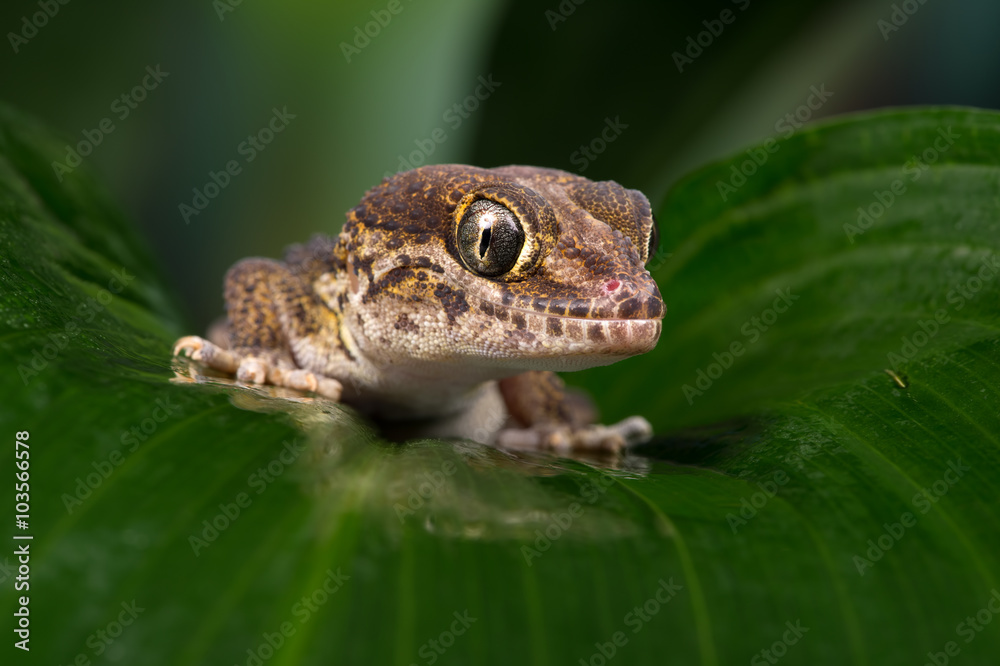 Fototapeta premium Madagascan Ground Gecko (Paroedura Pictus)/Madagascan Ground Gecko on large wet palm leaf