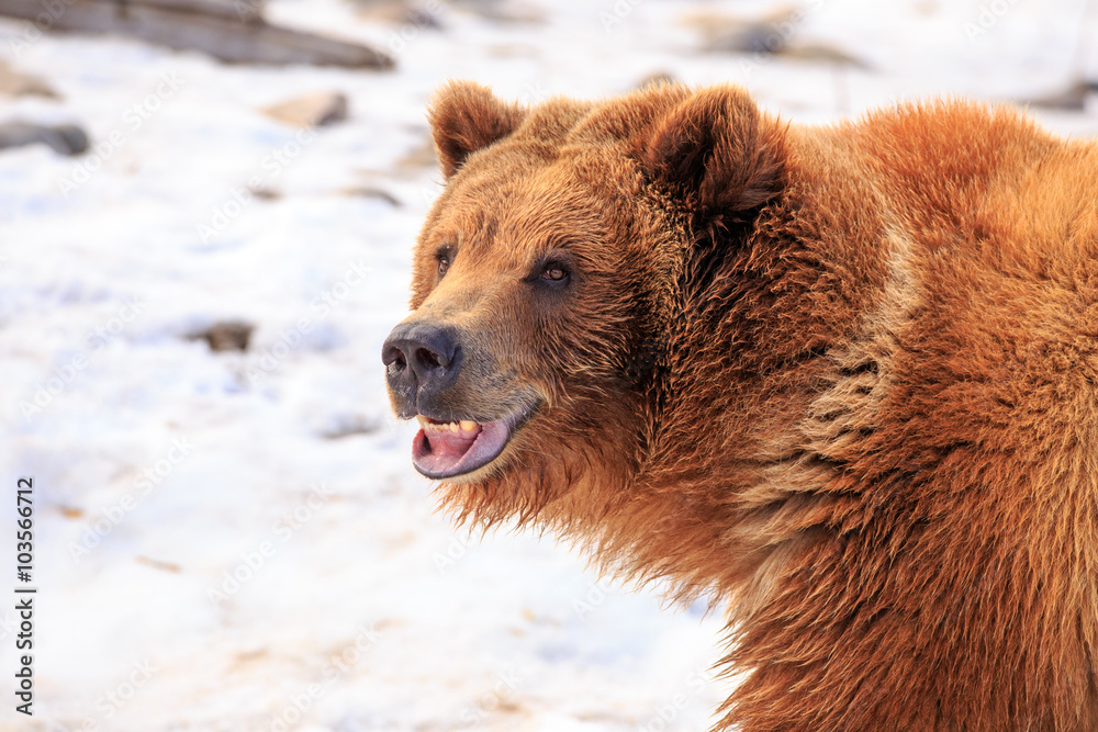 Fototapeta premium Grizzly Bear Smile.
