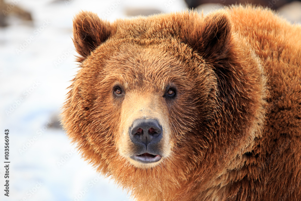 Grizzly Bear Stare.