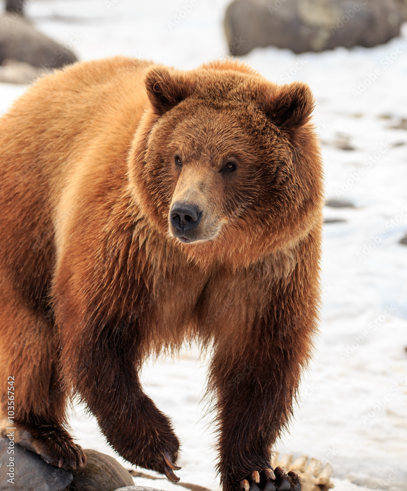 Fototapeta premium Suprised Grizzly Bear.