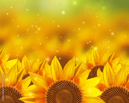 Fototapeta Naklejka Na Ścianę i Meble -  A field off beautiful sunflowers. Vector illustration.