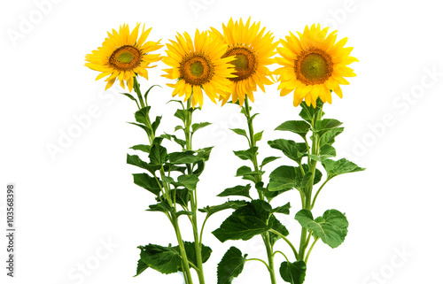 Fototapeta Naklejka Na Ścianę i Meble -  flower sunflower isolated