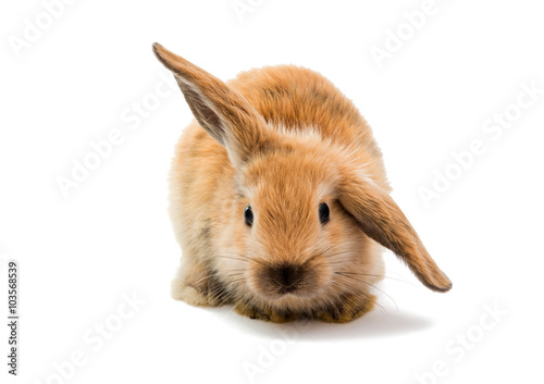 Baby of orange rabbit