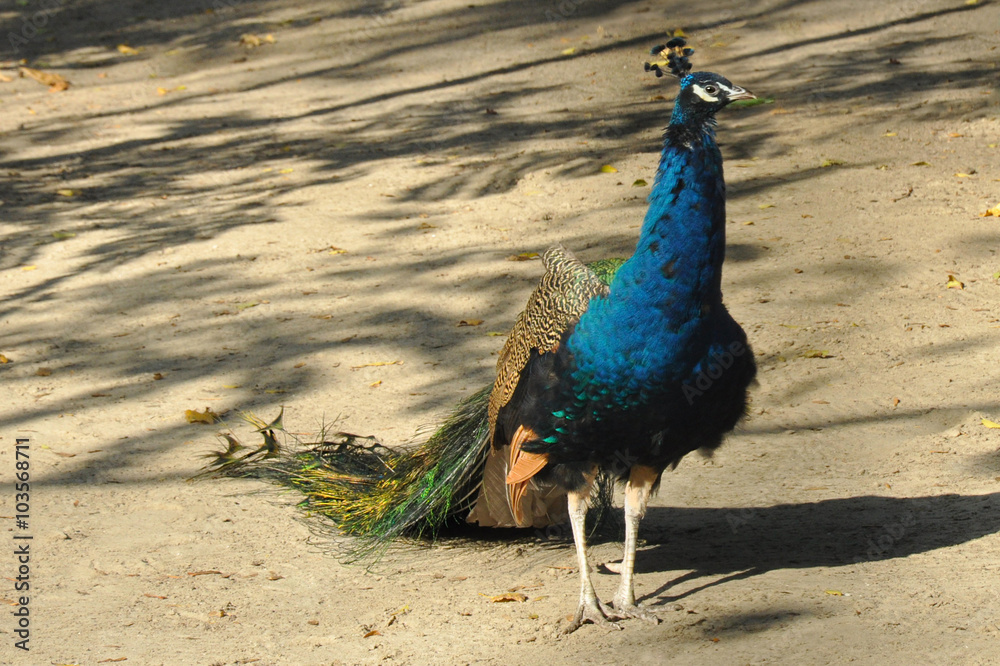 Fototapeta premium Павлин (peacock)