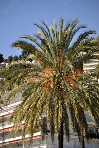 palme sul lungomare verdi e arancio in un giorno di sole