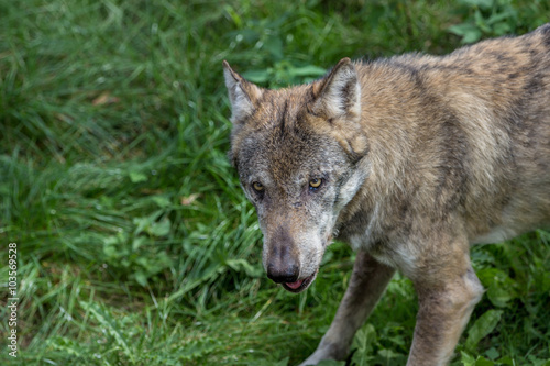 Wolf schaut agressiv