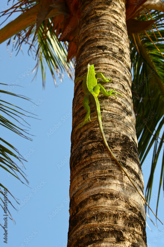 Fototapeta premium green Iaguana