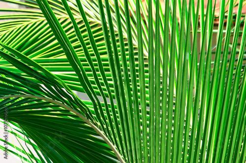 palm branch