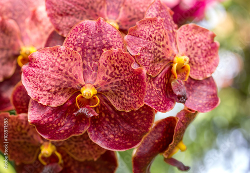 Fototapeta Naklejka Na Ścianę i Meble -  Red vanda orchid flower