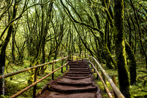 Fototapeta Naklejka Na Ścianę i Meble -  Garajonay park on La Gomera island