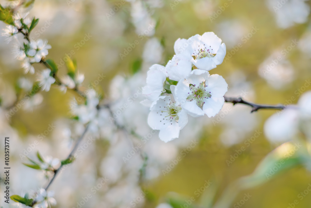 Weißdorn (crataegus) Blüte im Frühling