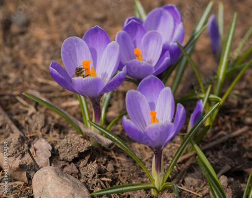 a bee sitting inside crocus flower