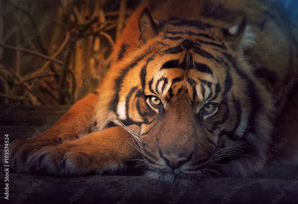 Fototapeta premium Resting tiger