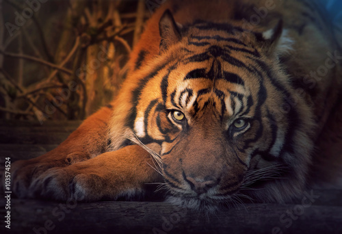 odpoczywajacy-tygrys