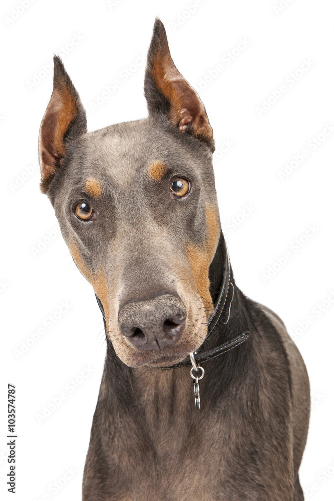 Blue Doberman Pinscher Dog Closeup