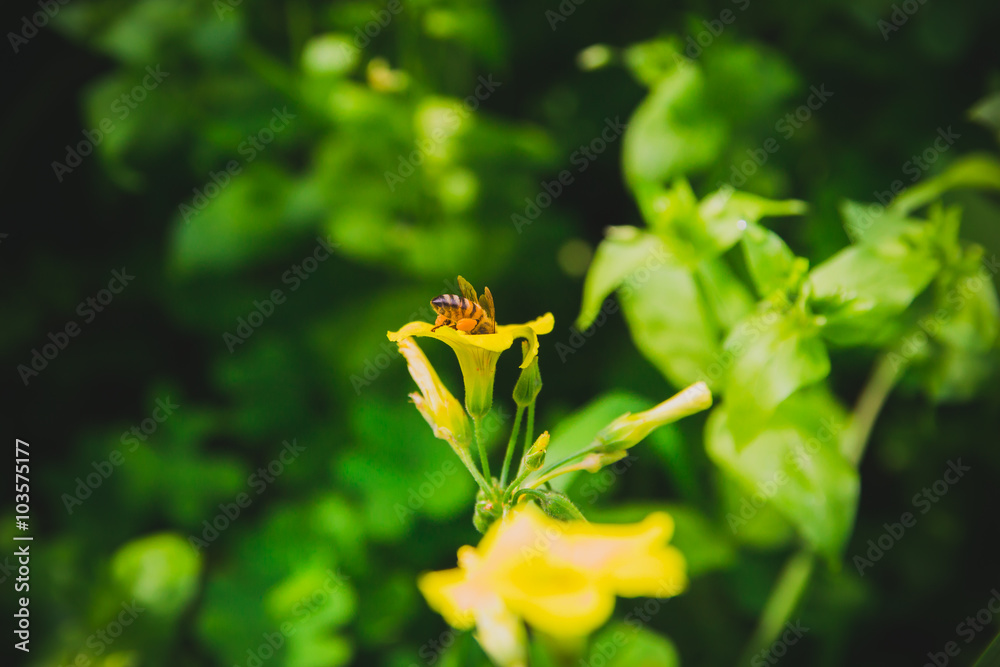 Bee on yellow flower. Close up. Selective focus. vintage look. Bee on yellow flower. Close up. Selective focus. vintage look.