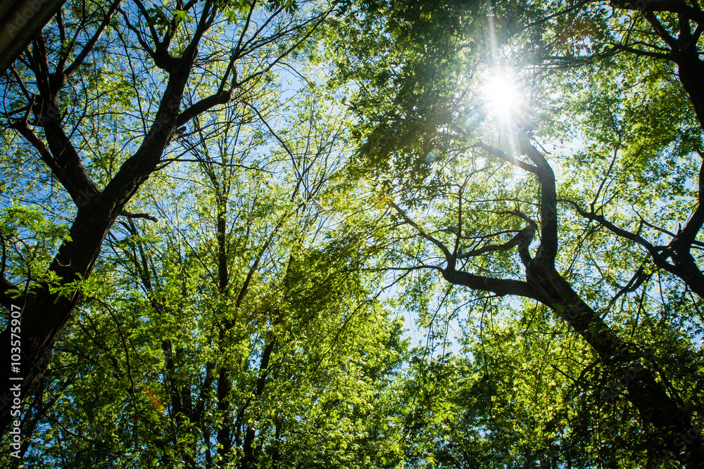 Fototapeta premium Sunburst Through Trees