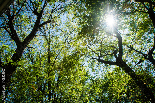 Sunburst Through Trees