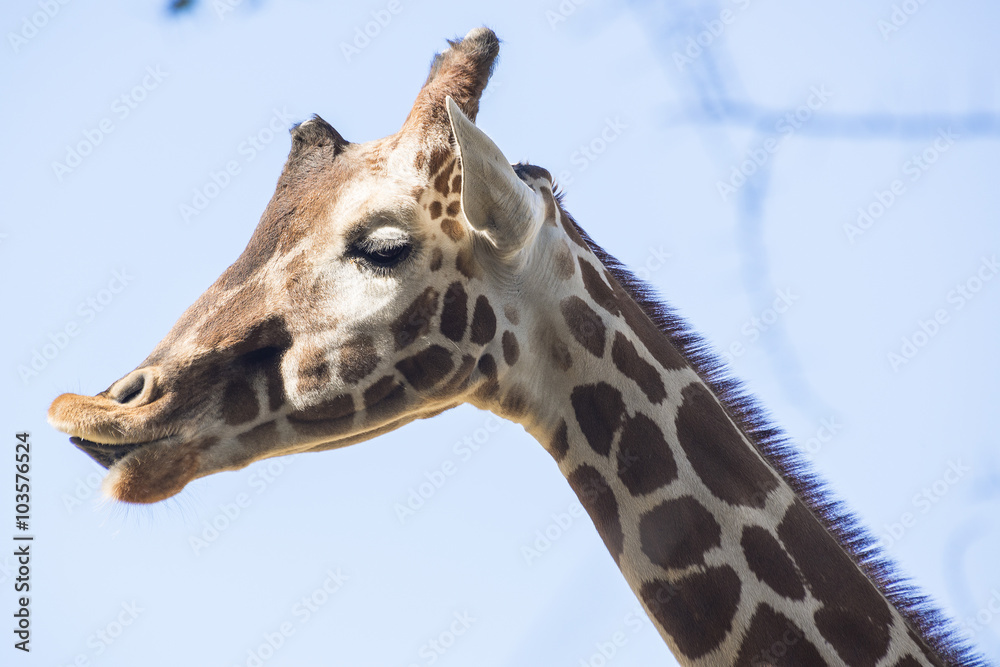 Naklejka premium Giraffe