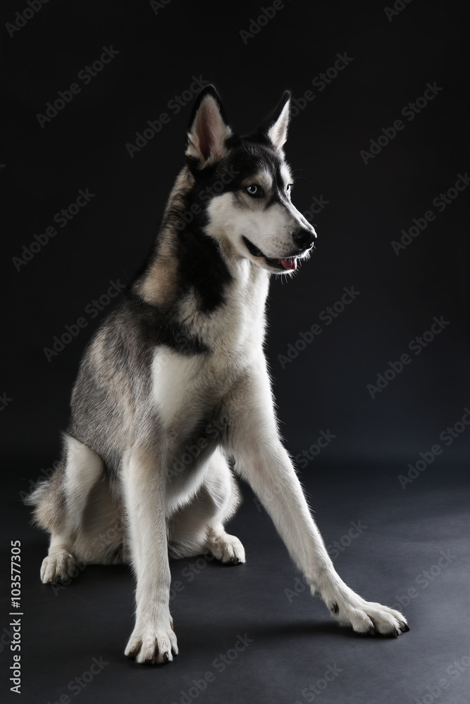Young Husky sitting on dark background